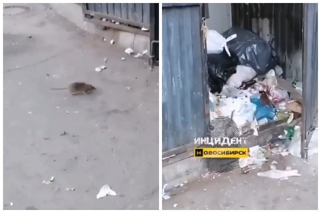 В Новосибирске жители пожаловались на нашествие крыс в центре города