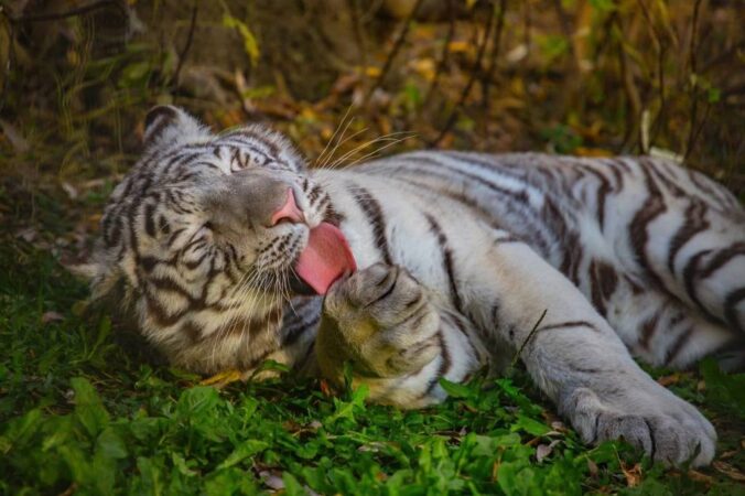 Новосибирский зоопарк сократил время работы