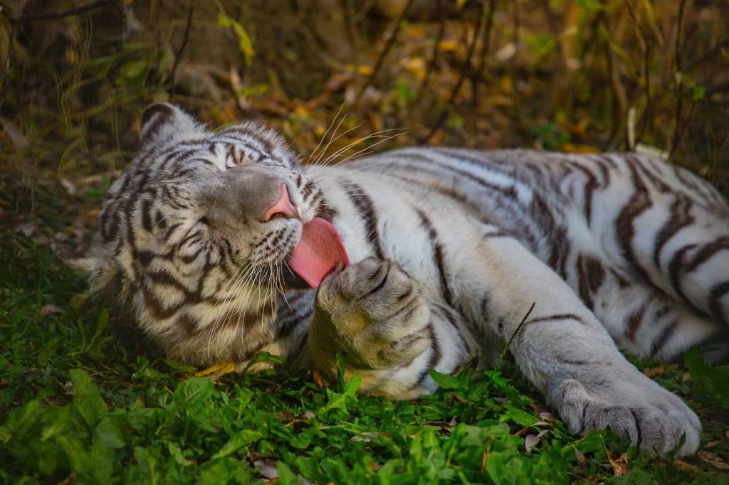 Новосибирский зоопарк сократил время работы