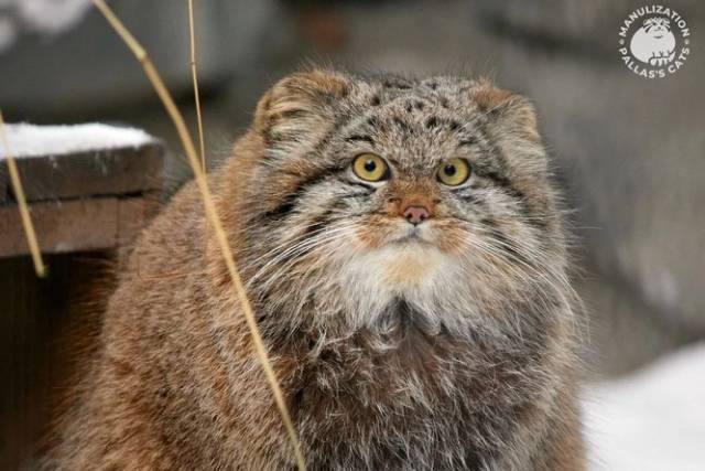 Пропавший манул Баюн умер от инфекции в зоопарке под Санкт-Петербургом