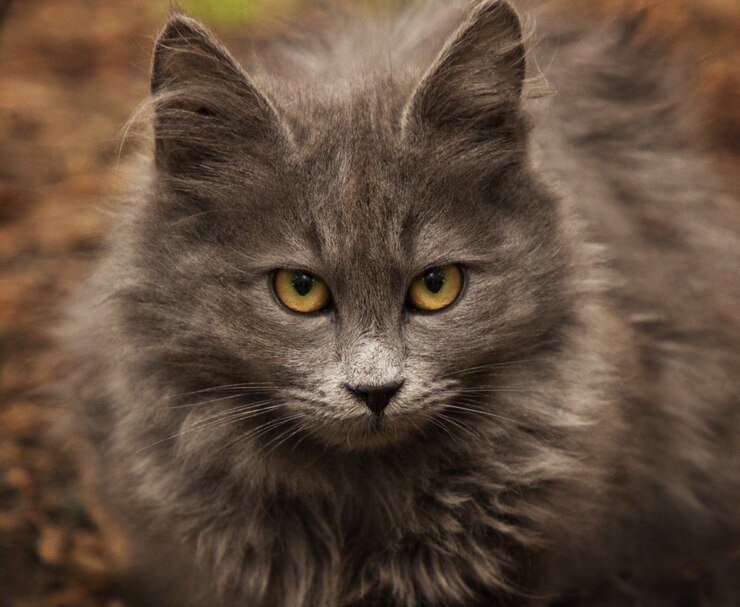 Забил до смерти: новосибирец получил срок за убийство кошки своего знакомого