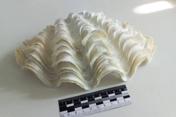 Новосибирские таможенники изъяли у туристок морские раковины из Шри-Ланки