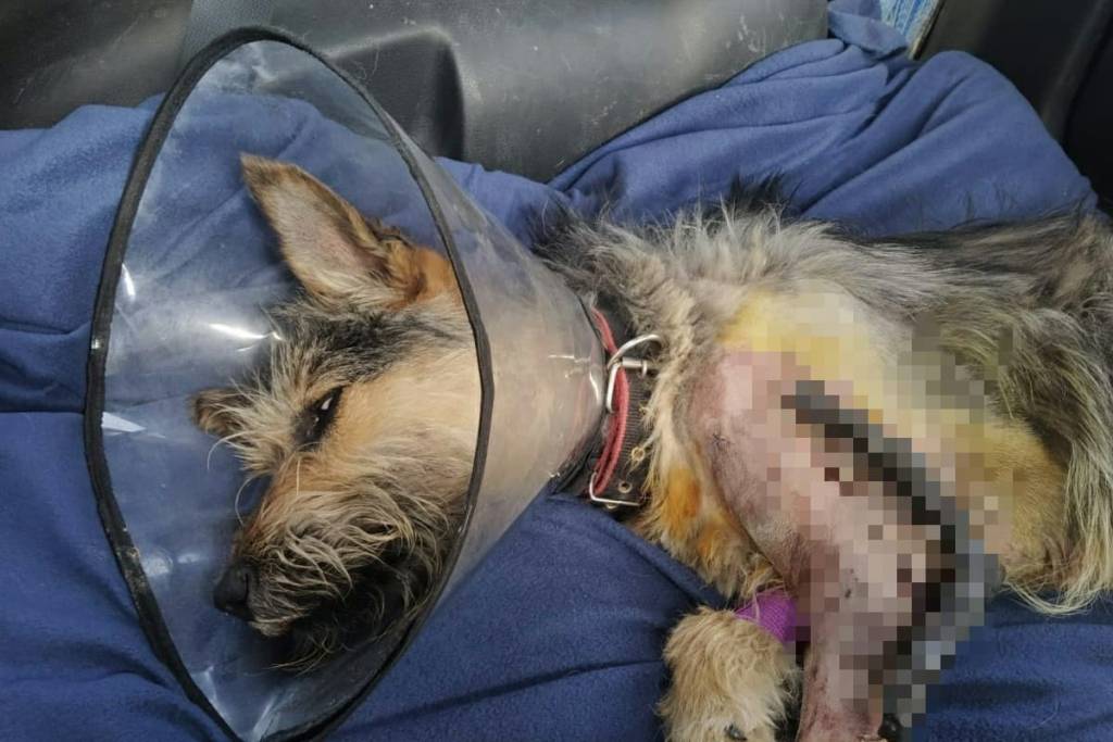 В Новосибирской области администрация района опровергла свою причастность к отстрелу собак