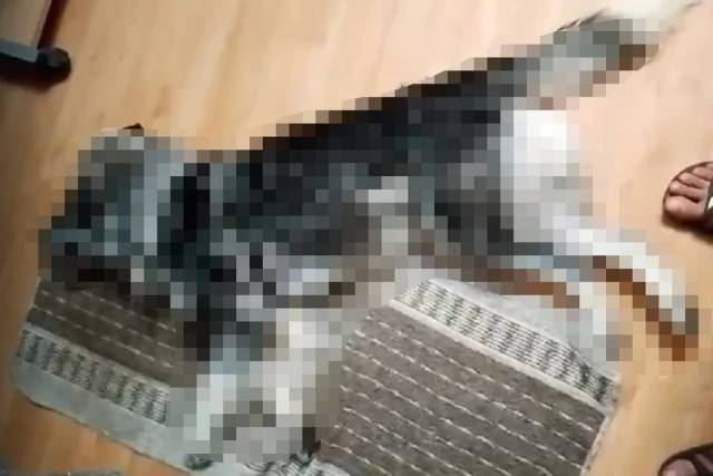 В Новосибирске возбудили уголовное дело на убийцу пса Байкала