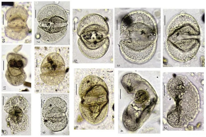 Пыльцу времен мегалодона нашли под Новосибирском   