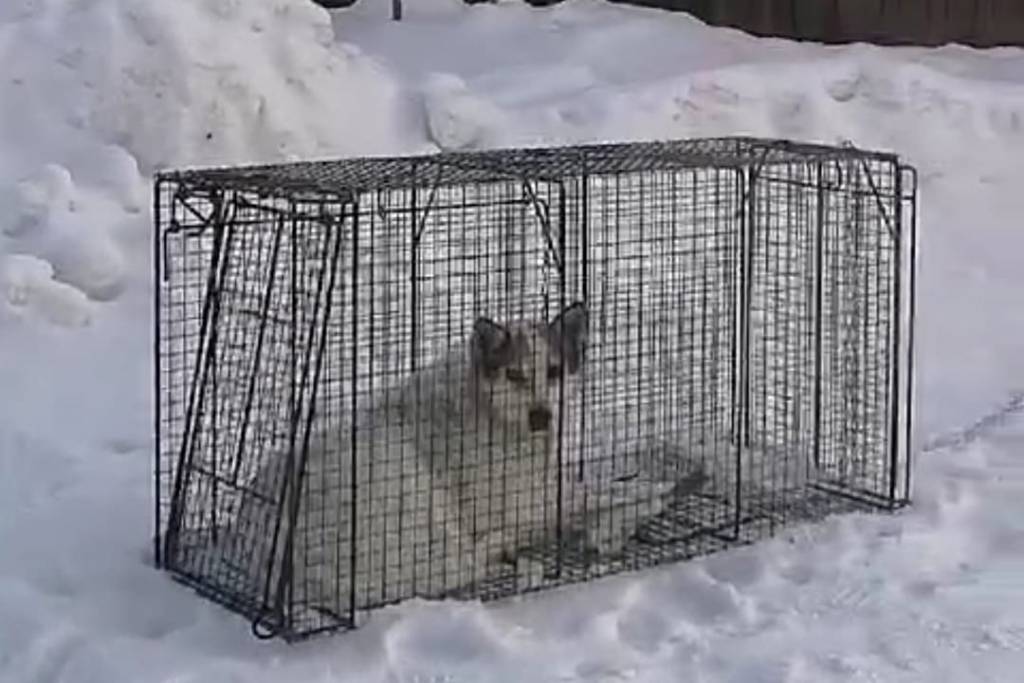 В посёлке под Новосибирском мужчина заманивает собак в клетки: после этого они якобы пропадают