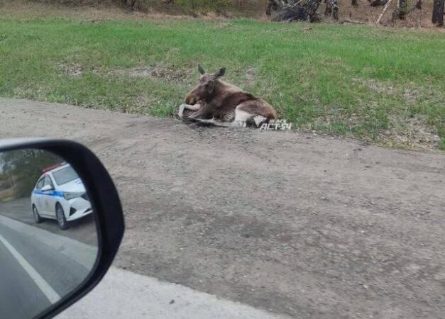 В Новосибирской области кроссовер сбил на трассе лосенка