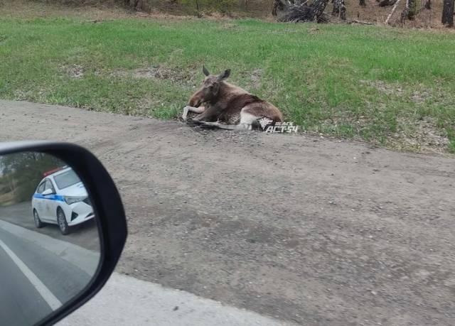 В Новосибирской области кроссовер сбил на трассе лосенка