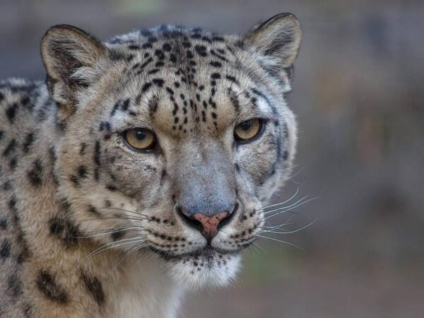 В День снежного барса в Новосибирском зоопарке рассказали интересные факты о редких кошках