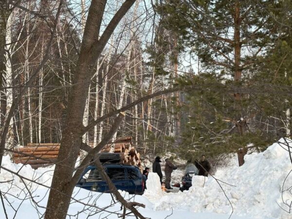 Новосибирцы вышли на пикет против вырубки 900 деревьев в Нижней Ельцовке