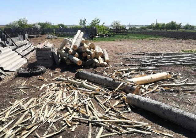 Жителя Карасукского района будут судить за незаконную рубку 57 деревьев