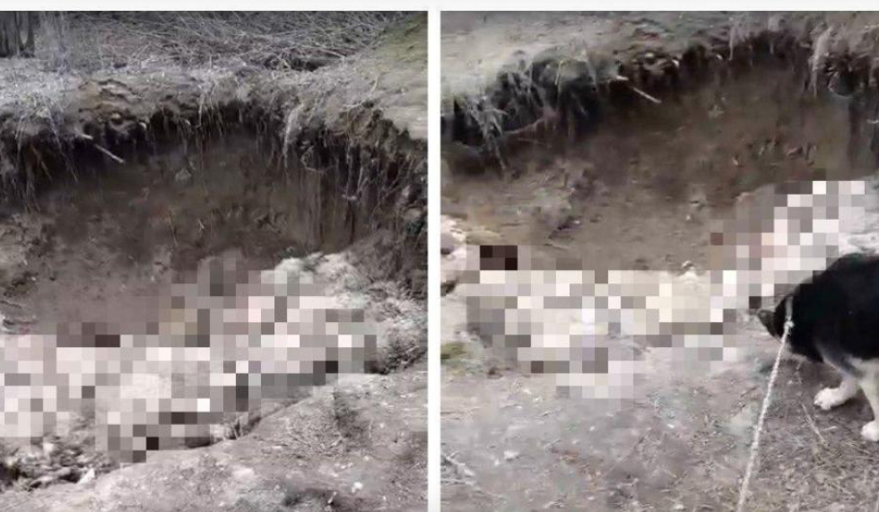 Новосибирцы пожаловались на незаконный скотомогильник