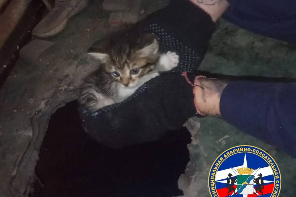 Маленького котёнка спасли из дырки в полу в Новосибирске