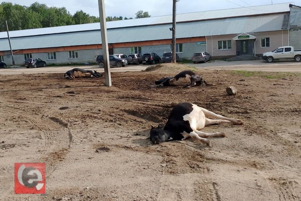 Стали известны подробности массовой гибели коров под Новосибирском