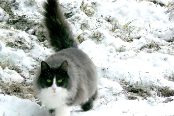 Бабье лето сменится снегопадом в Новосибирске