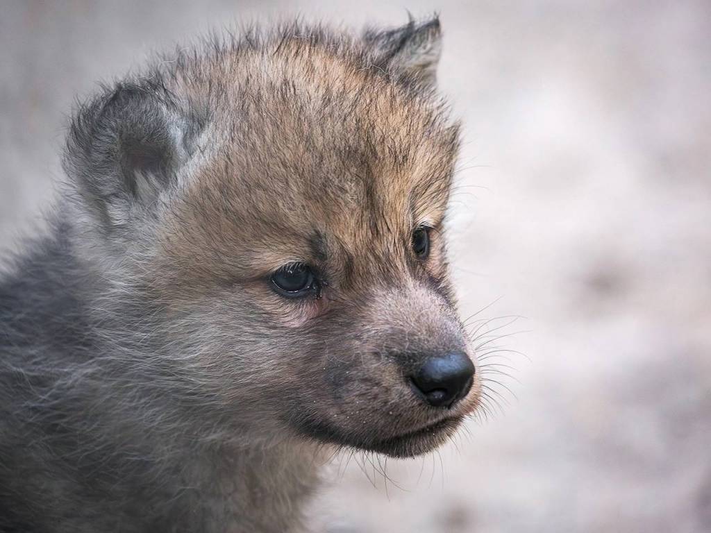 В Новосибирском зоопарке впервые показали четверых новорожденных щенков полярных волков