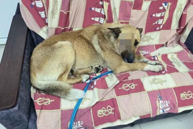 В Новосибирской области волонтёры спасли пса с огнестрельными ранениями