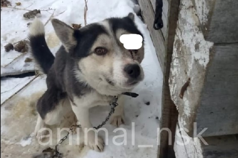 Новосибирец выстрелил соседской собаке в глаз