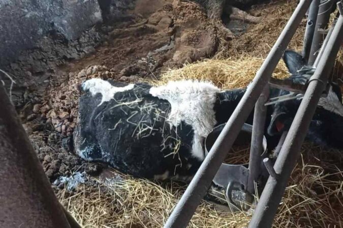 В Ордынском районе Новосибирской области собственник бросил коров умирать от голода и холода