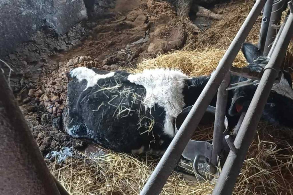 В Ордынском районе Новосибирской области собственник бросил коров умирать от голода и холода