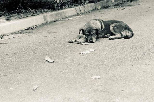 Полиция не стала возбуждать уголовное дело по факту травли собак в Куйбышеве