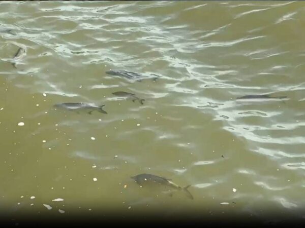 Новосибирцы обеспокоены стаями рыб