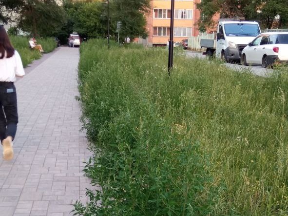 Новосибирцы заявили об обмане с озеленением сквера «Радуга»