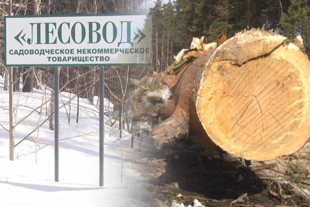 Под Новосибирском дачников возмутила вырубка леса под ЛЭП