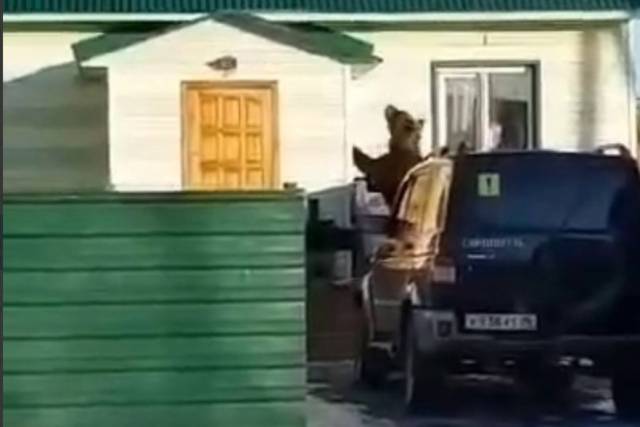 Глава Минприроды Евгений Шестернин опроверг появление медведя-хулигана под Новосибирском