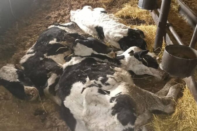 Коровы в Ордынском районе продолжают умирать: дело передали в Следственный комитет