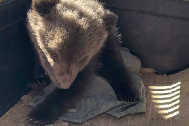 В Новосибирской области найденного на дороге медвежонка постараются вернуть в природу
