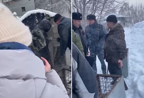 В Новосибирске возбудили уголовное дело по факту содержания 50 собак в жутких условиях