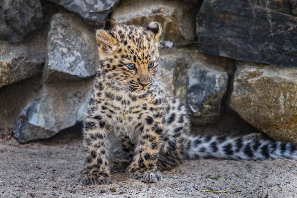 В Новосибирске рассказали о дальнейшей судьбе котенка леопарда