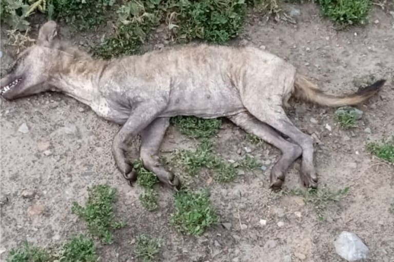 В Новосибирской области в селе нашли неизвестное животное с клыками