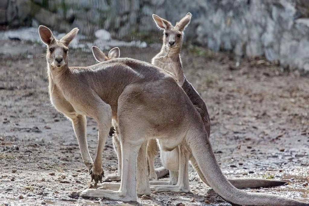 Зоопарк в Новосибирске пополнится пумой и кенгуру