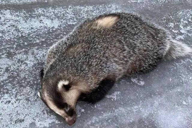 В Новосибирской области барсук вышел из спячки и укусил женщину