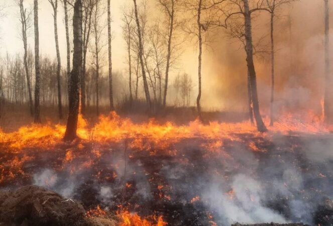 В Новосибирской области с начала пожароопасного сезона произошло более 300 лесных пожаров