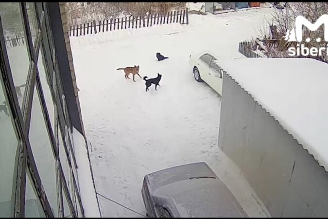 В Новосибирской области собаки напали на женщину