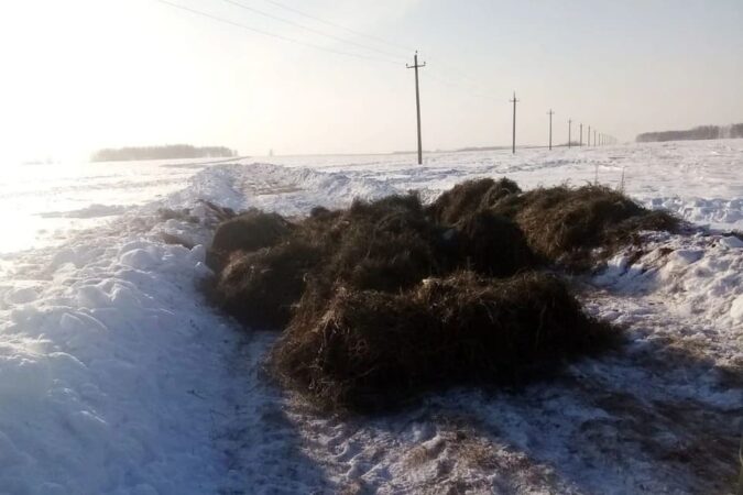 Под Новосибирском из-за миграции косуль сделали барьеры из сена и снега