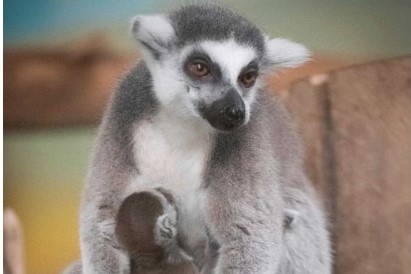 Новосибирцам показали обед лемуров в зоопарке