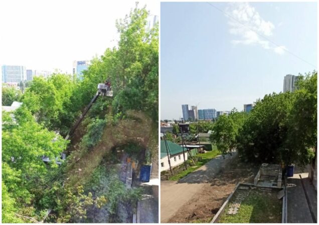 В Новосибирске жители улицы Кольцова пожаловались на массовую вырубку деревьев
