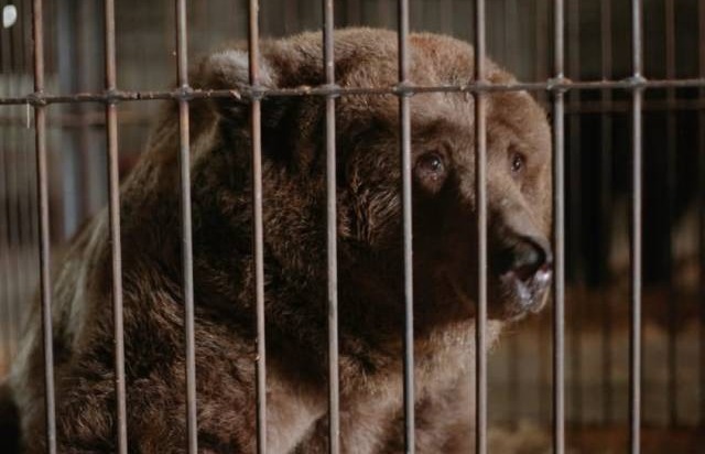 Суд отказался вернуть медведей новосибирскому дрессировщику
