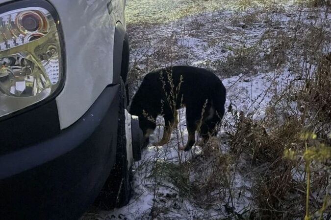 В Новосибирске спасли провалившуюся в погреб умную собаку