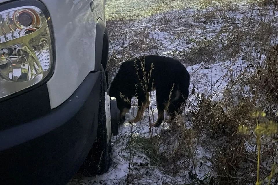 В Новосибирске спасли провалившуюся в погреб умную собаку