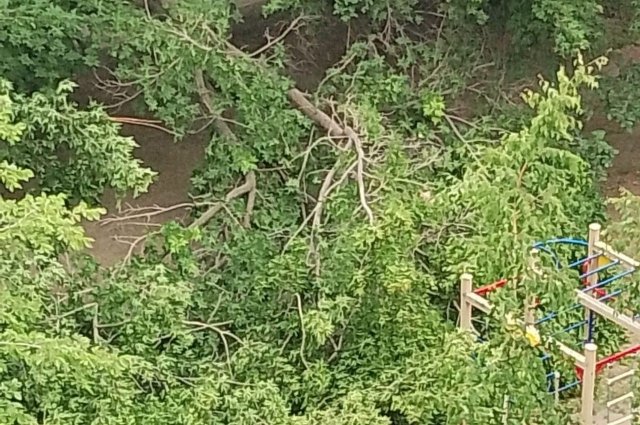 В Новосибирске массивное дерево рухнуло на детскую площадку