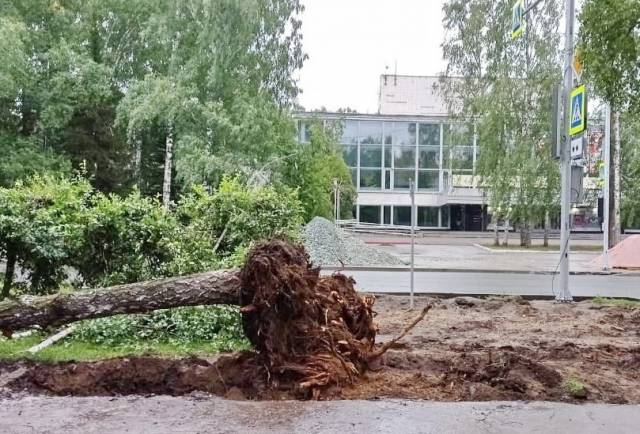 Новосибирцев возмутила реконструкция Морского проспекта из-за повреждения деревьев