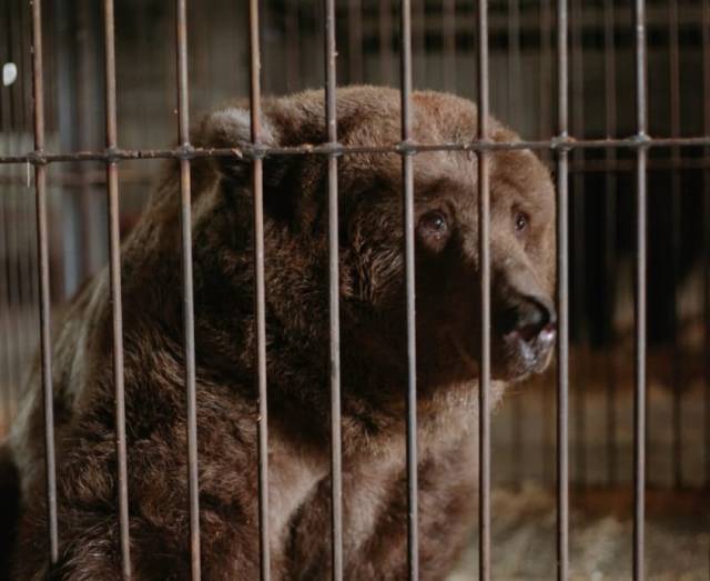 В Новосибирске стала известна судьба брошенных цирковых медведей