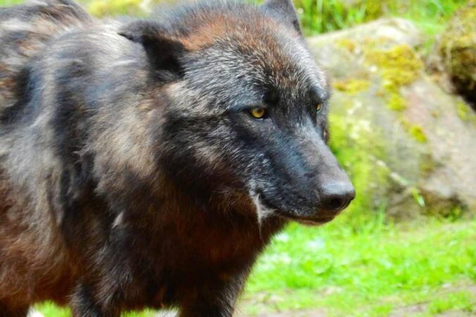 В Новосибирской области застрелят канадских волков