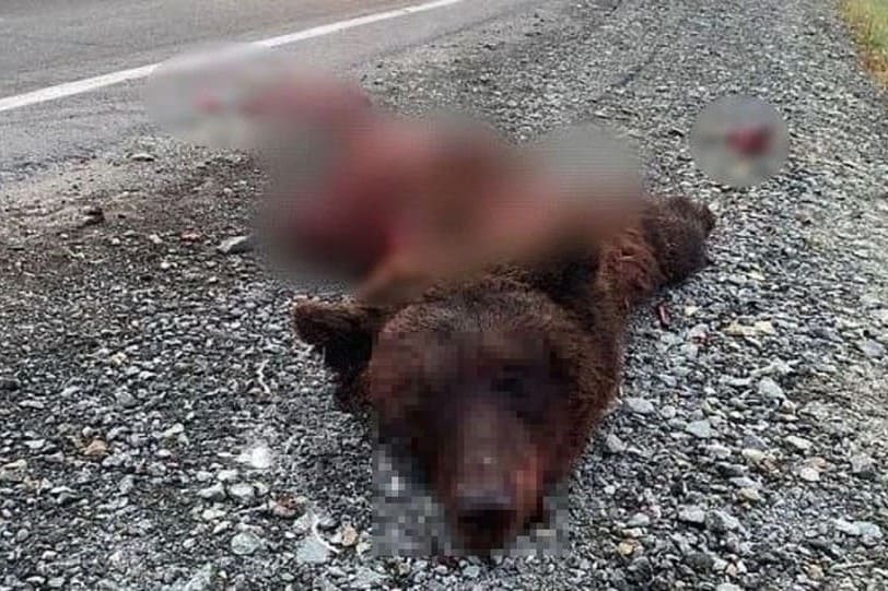Разорвало на части: грузовик насмерть переехал медведя на трассе в Новосибирской области