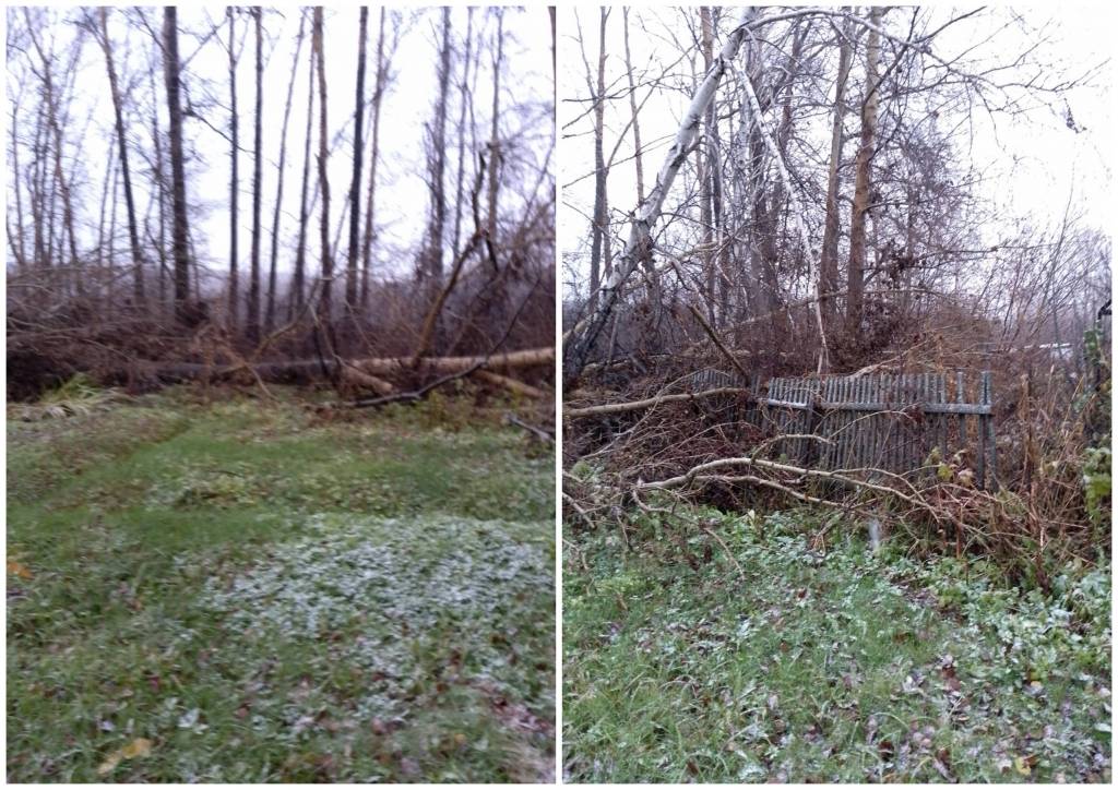 Жители Новосибирска возмущены отсутствием реакции властей на поваленные ураганом деревья